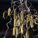 Corylus avellana 'Contorta' - Korkenzieherhasel