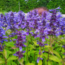 Nepeta nervosa 'Neptun' - Katzenminze