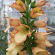 Digitalis purpurea 'Apricot Beauty': Bild 2/5