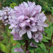Campanula glomerata 'Caroline': Bild 5/5