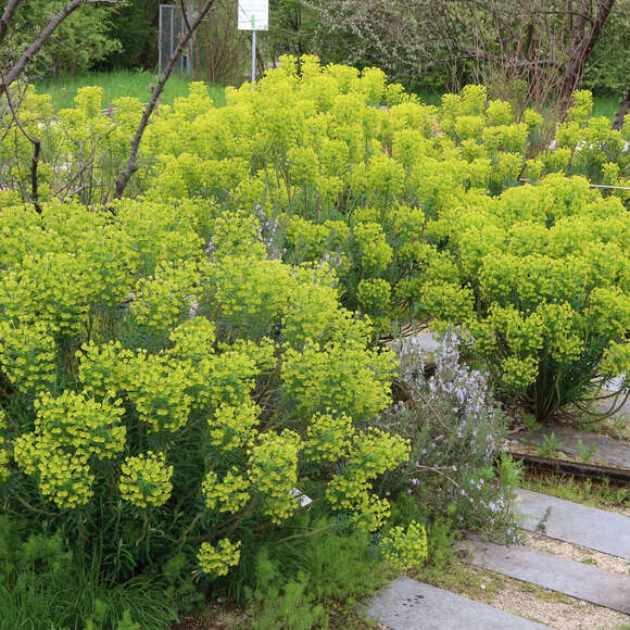 Euphorbia characias wulfenii: Bild 11/13