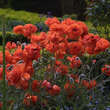 Papaver rupifragum 'Flore Pleno': Bild 3/4