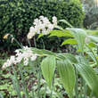 Smilacina racemosa: Bild 2/5