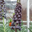 Fritillaria persica 'Adiyaman': Bild 4/8