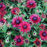 Rudbeckia 'Flamenco True Red' - Sonnenhut