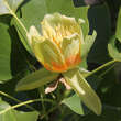 Liriodendron tulipifera: Bild 1/10