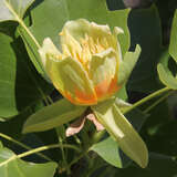 Liriodendron tulipifera - Tulpenbaum