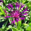 Centaurea montana 'Amethyst Dream': Bild 2/2