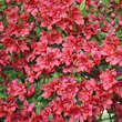 Azalea Japan Hybride - rot: Bild 1/4