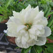 Paeonia officinalis 'Alba Plena': Bild 2/2