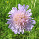Scabiosa columbaria - Tauben-Skabiose