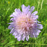 Scabiosa columbaria - Tauben-Skabiose