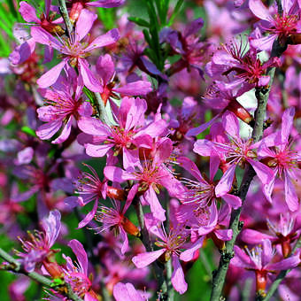 Prunus tenella 'Fire Hill'