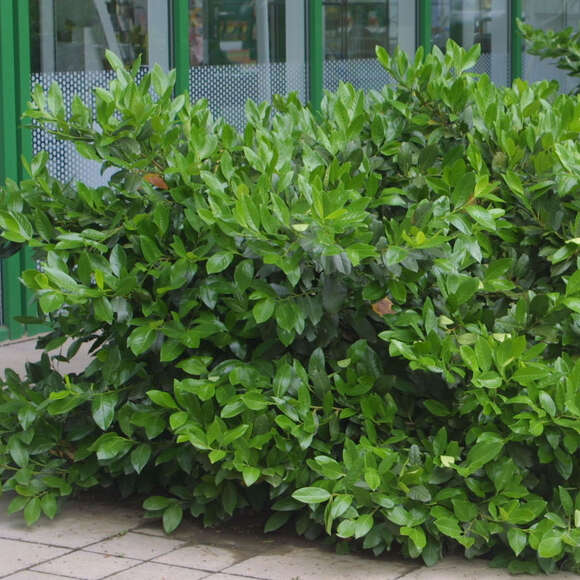 Prunus laurocerasus 'Mari': Bild 1/4