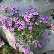 Erinus alpinus: Bild 1/1