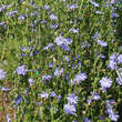 Cichorum intybus: Bild 1/1