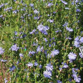 Cichorum intybus