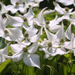 Cornus kousa chinensis: Bild 1/10