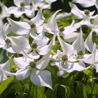 Cornus kousa chinensis