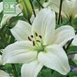Lilium Asia.Hybr.Navona: Bild 1/1