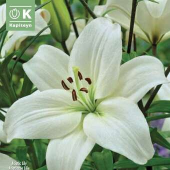 Lilium Asia.Hybr.Navona