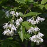 Staphylea colchica - Kaukasische Pimpernuss