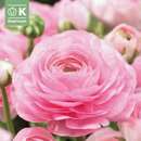 Ranunculus aviv Pink - Ranunculus