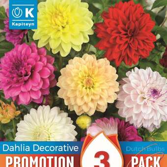 Dahlia Hybride Schmuck