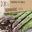Asparagus viridis: Bild 1/1