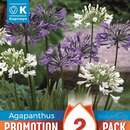 Agapanthus Blue and White - Schmucklilie