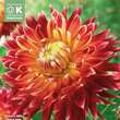 Dahlia Hybr.Akita: Bild 1/1