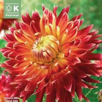 Dahlia Hybr.Akita