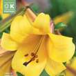Lilium Tromp.Hybr.African Queen: Bild 1/1