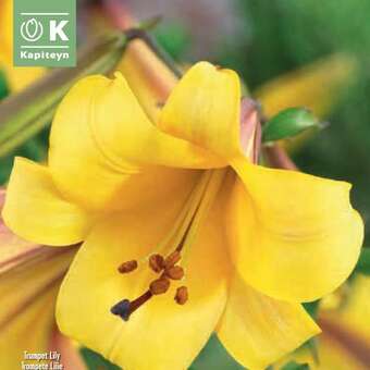 Lilium Tromp.Hybr.African Queen