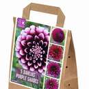 Dahlia Hybride - Dahlie Mischung