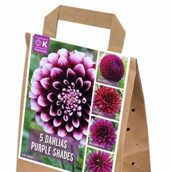 Dahlia Purple Shades