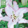 Lilium Orien.Hybr. Brasilia: Bild 1/1