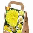 Dahlia Yellow Shades: Bild 1/1