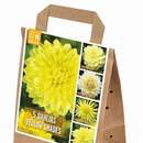 Dahlia Hybride - Dahlie Mischung