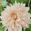 Dahlia Hybr.Cafe au Lait: Bild 1/1