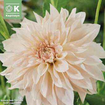Dahlia Hybr.Cafe au Lait