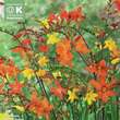 Crocosmia × crocosmiiflora: Bild 1/1