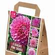 Dahlia Pink Shades: Bild 1/1