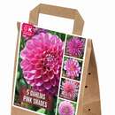 Dahlia Pink Shades - Dahlie Pink Shades