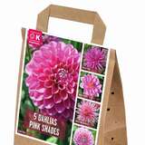 Dahlia Hybride - Dahlie Mischung