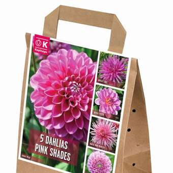 Dahlia Pink Shades