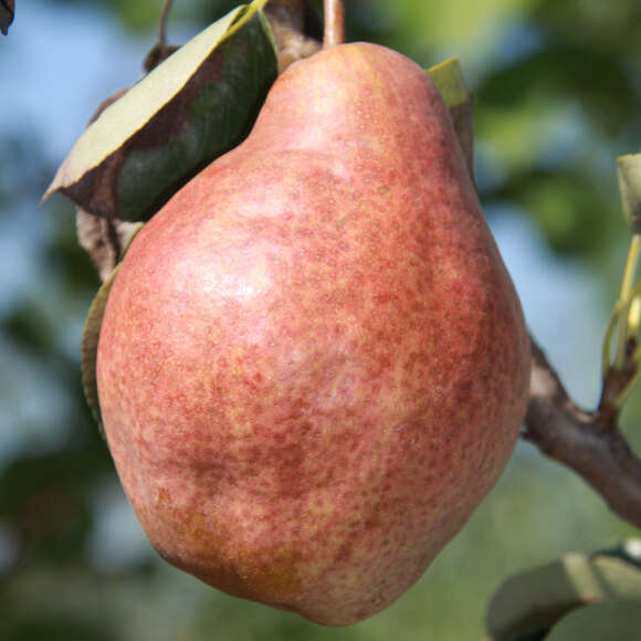 Pyrus communis 'Rote Williams Christ': Bild 1/2 Pyrus communis 'Rote Williams Christ': Bild 1/2