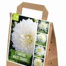 Dahlia Hybride - Dahlie Mischung