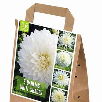 Dahlia White Shades