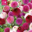 Dahlia Hybride: Bild 1/1